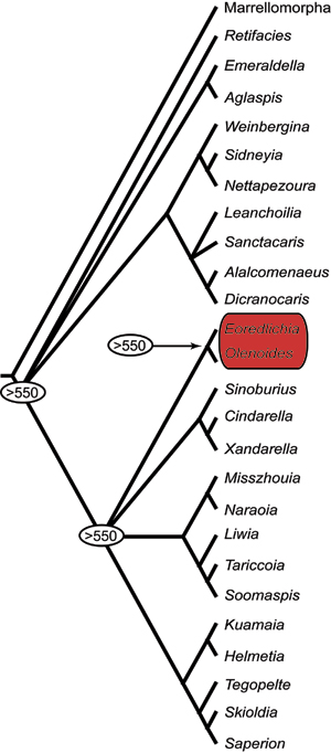 "A family tree that highlights Eoredlichia and Olenoides who diverged 550 million years ago"