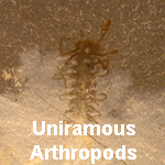 "a close up of a tan rock with a yellow mark that looks like a centipede"